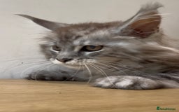 Maine Coon cats for sale: Maine coon kittens  - Image 4