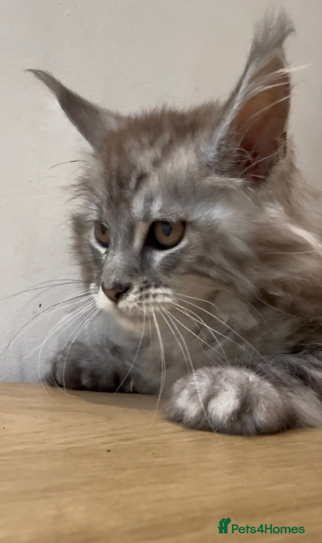 Maine Coon cats for sale: Maine coon kittens  - Image 4