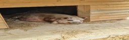 Pig livestock for sale: Piglets Due anyday in Horsham - Advert 2