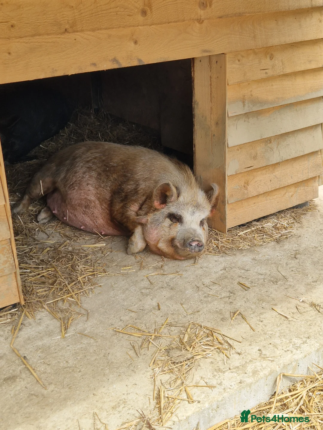Pig livestock for sale: Piglets Due anyday in Horsham - Advert 2