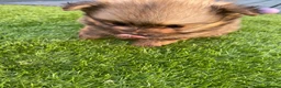 Pomeranian dogs for sale: Tiny Teddy Poms looking for their forever homes  - Advert 19