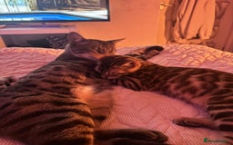 Bengal cats for sale: Male bengal kitten - Image 5
