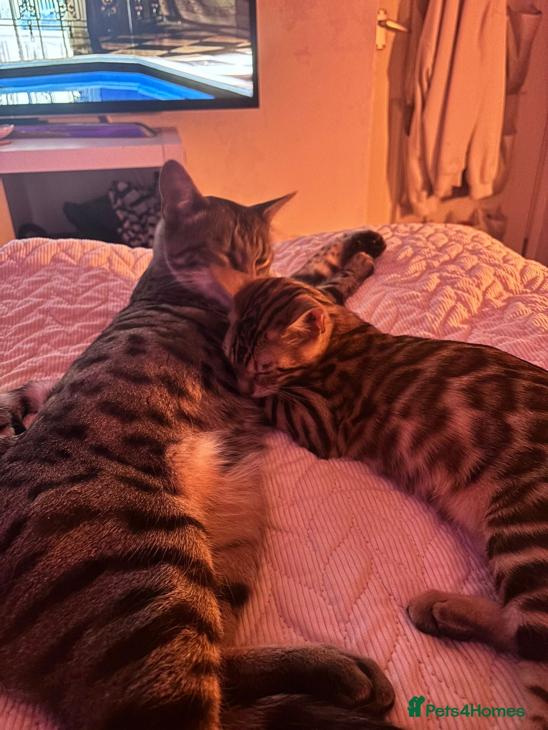 Bengal cats for sale: Male bengal kitten - Image 5