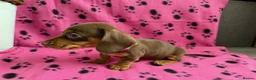 Miniature Dachshund dogs for sale: MINIATURE DACHSHUND PUPPIES FOR SALE in Newport - Advert 5