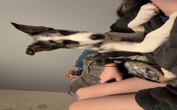 Border Collie dogs for sale: Delta - Image 4