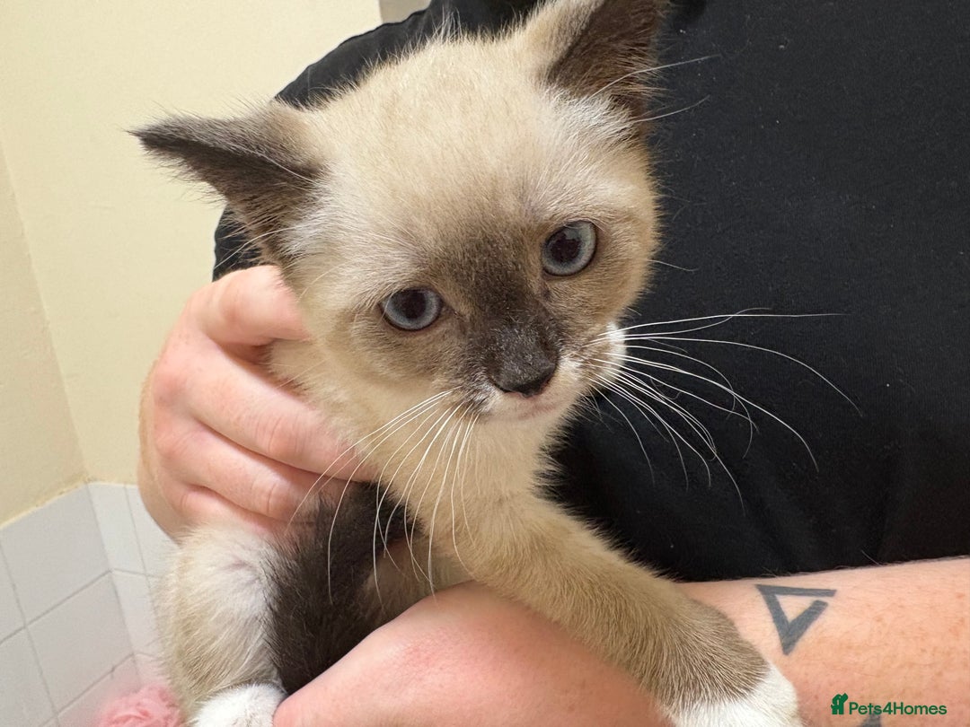 Mixed Breed cats for sale: Female kitten  - Image 3