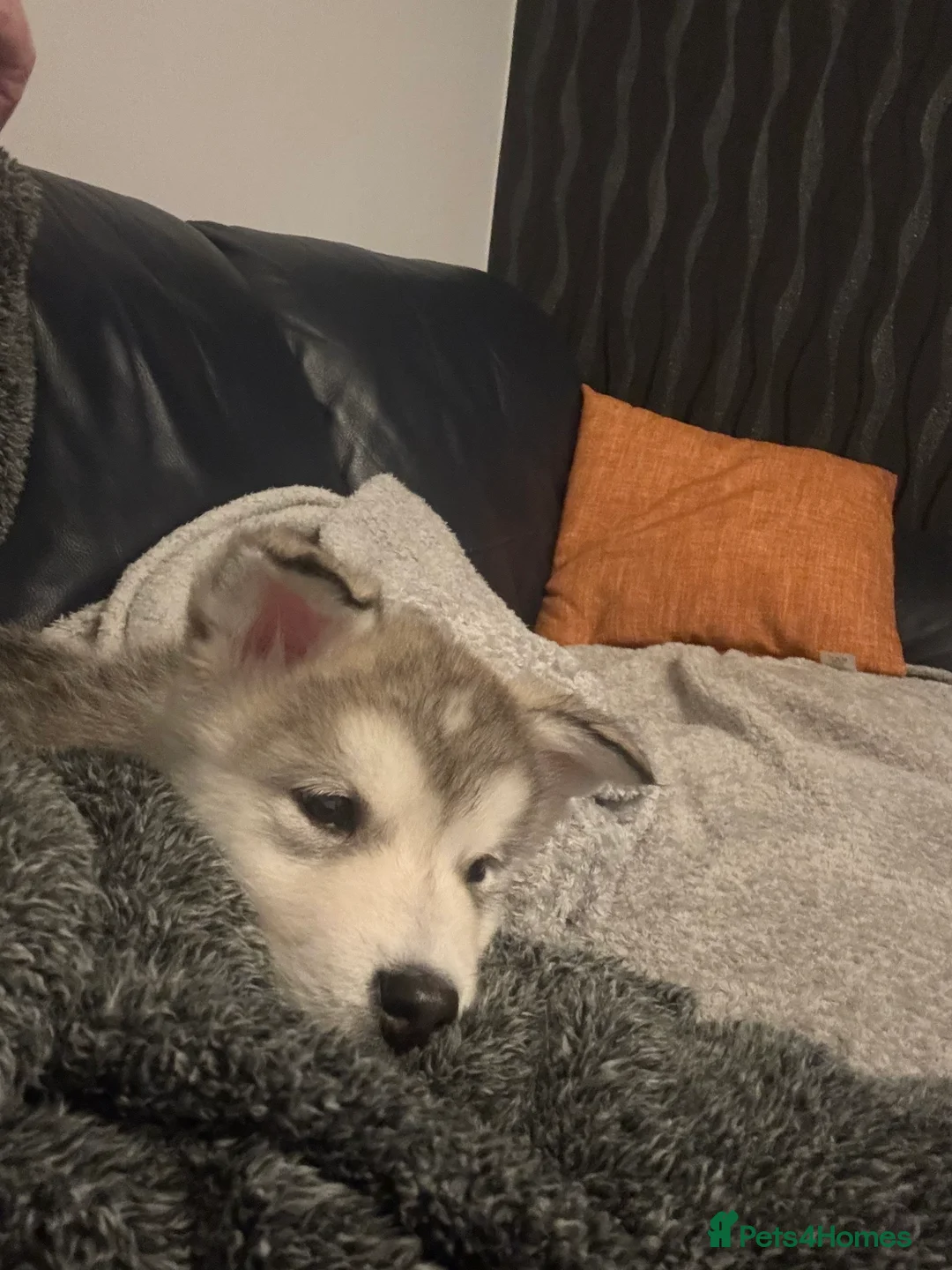 Alaskan Malamute dogs for sale: Alaskan malamute boy - Advert 4