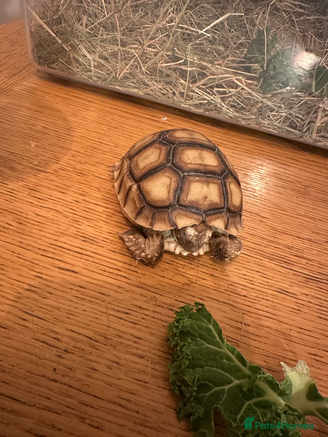 Tortoise reptiles for sale: Sulcata tortoise  - Advert 5