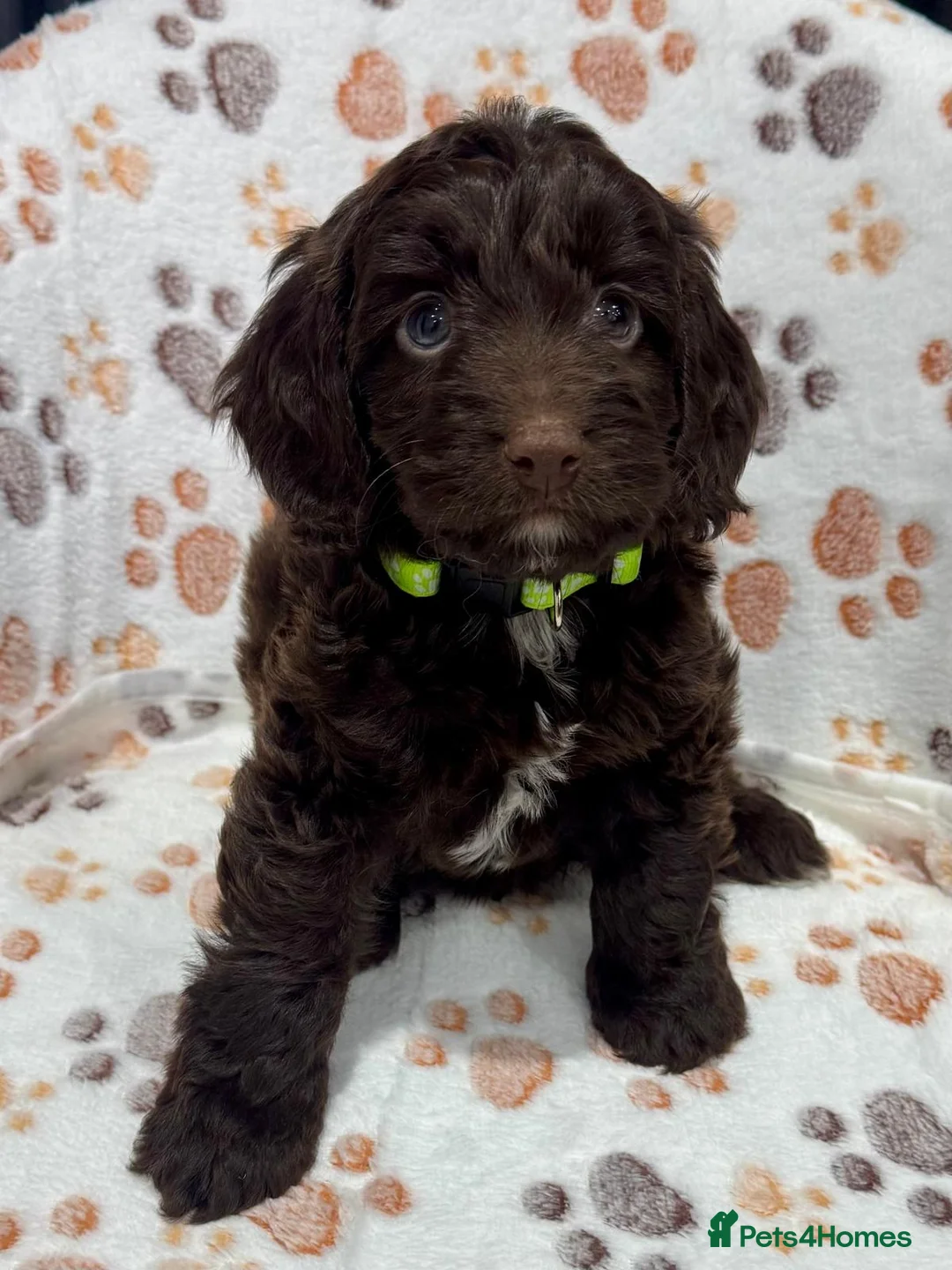 Cockapoo dogs for sale: Chocolate Phantom Cockapoo Puppies - Advert 15