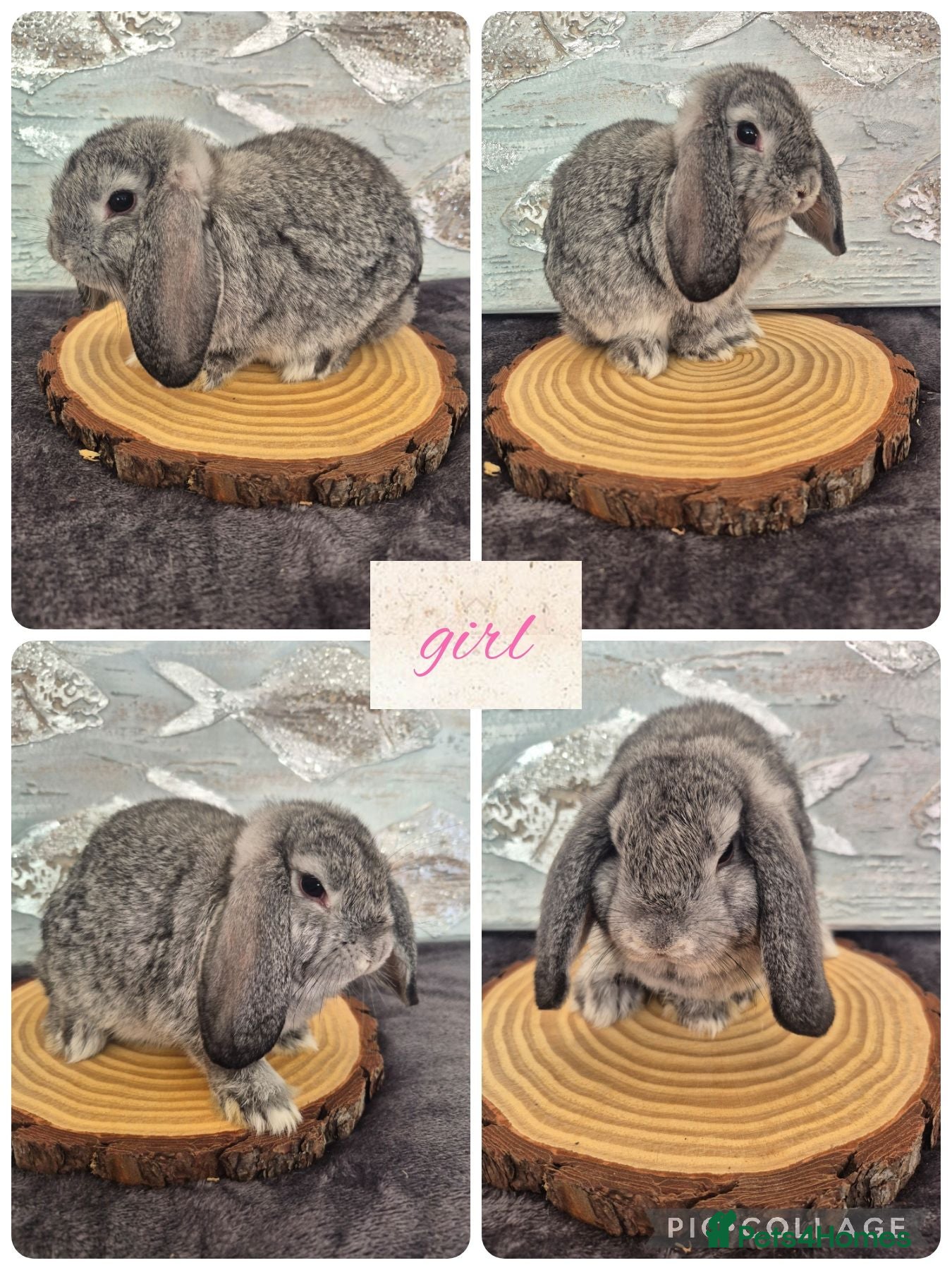 Mini Lop rabbits ❤️ Ready to leave 💙  - Advert 15