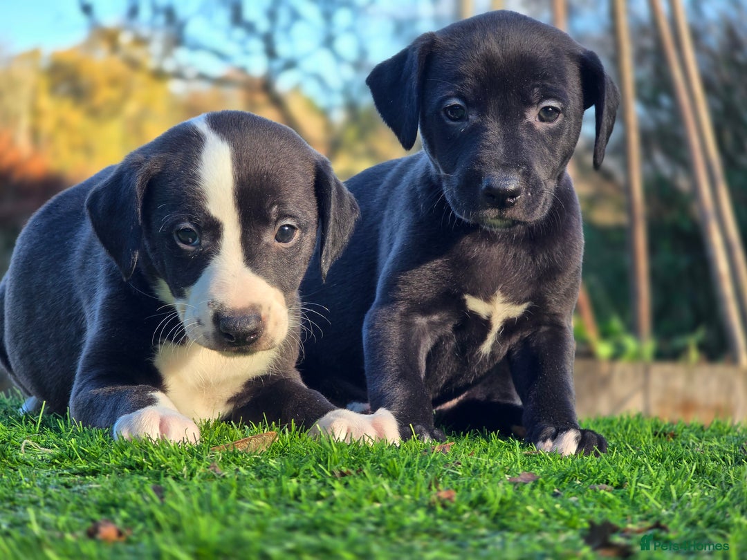 Whippet dogs for sale: Whippet litter.  One male left (badger) - Advert 21