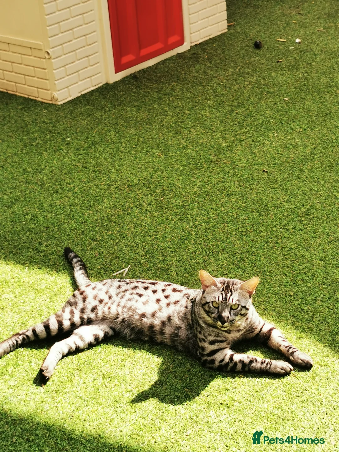 Savannah cats for stud:  silver spotted in Wickford - Advert 10