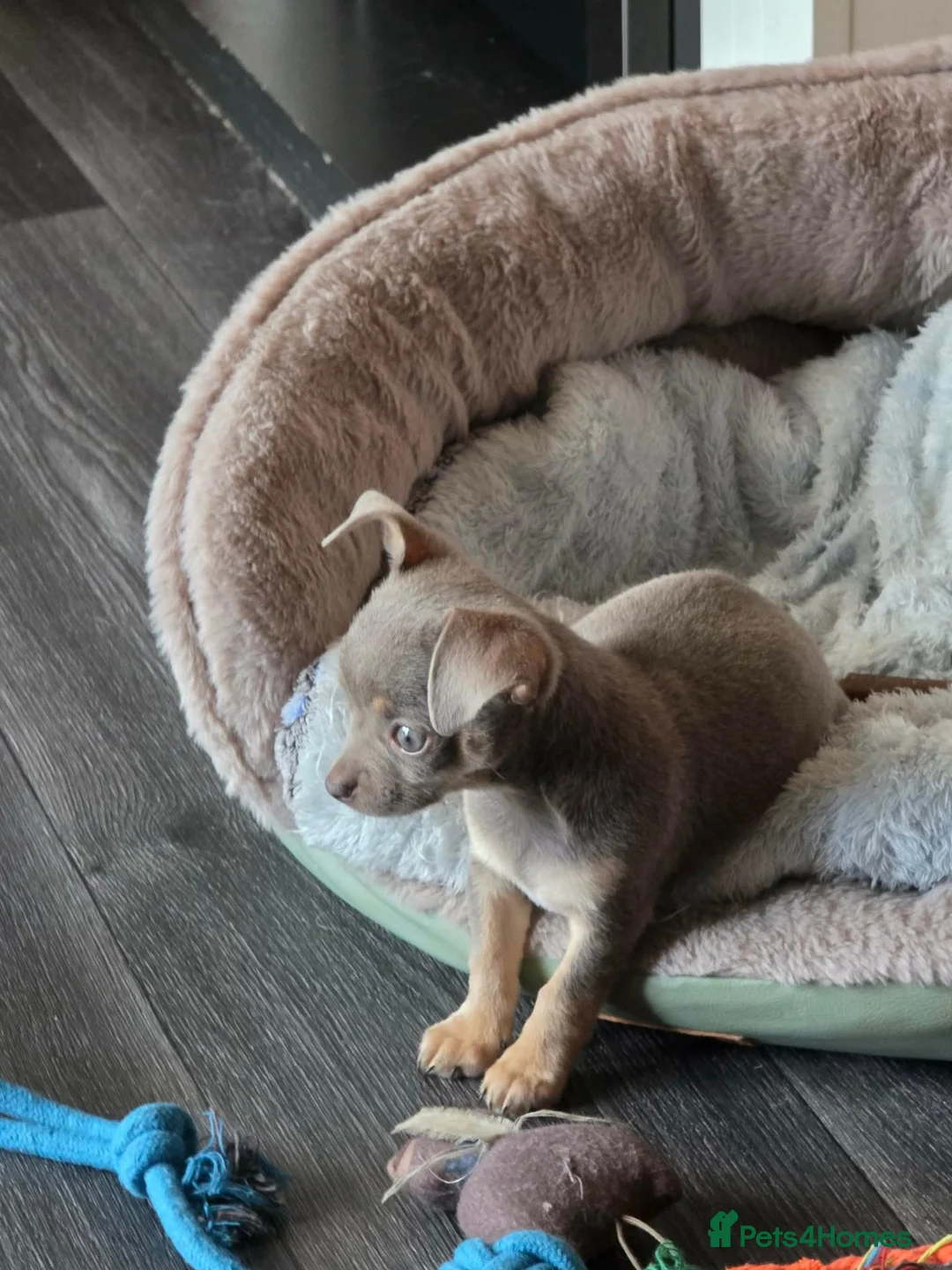 Chihuahua dogs for sale: Chihuahua  in Ross-on-Wye - Advert 7