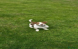 Jack Russell dogs for sale: 3 years old beautifull Jack Russell boy - Image 4