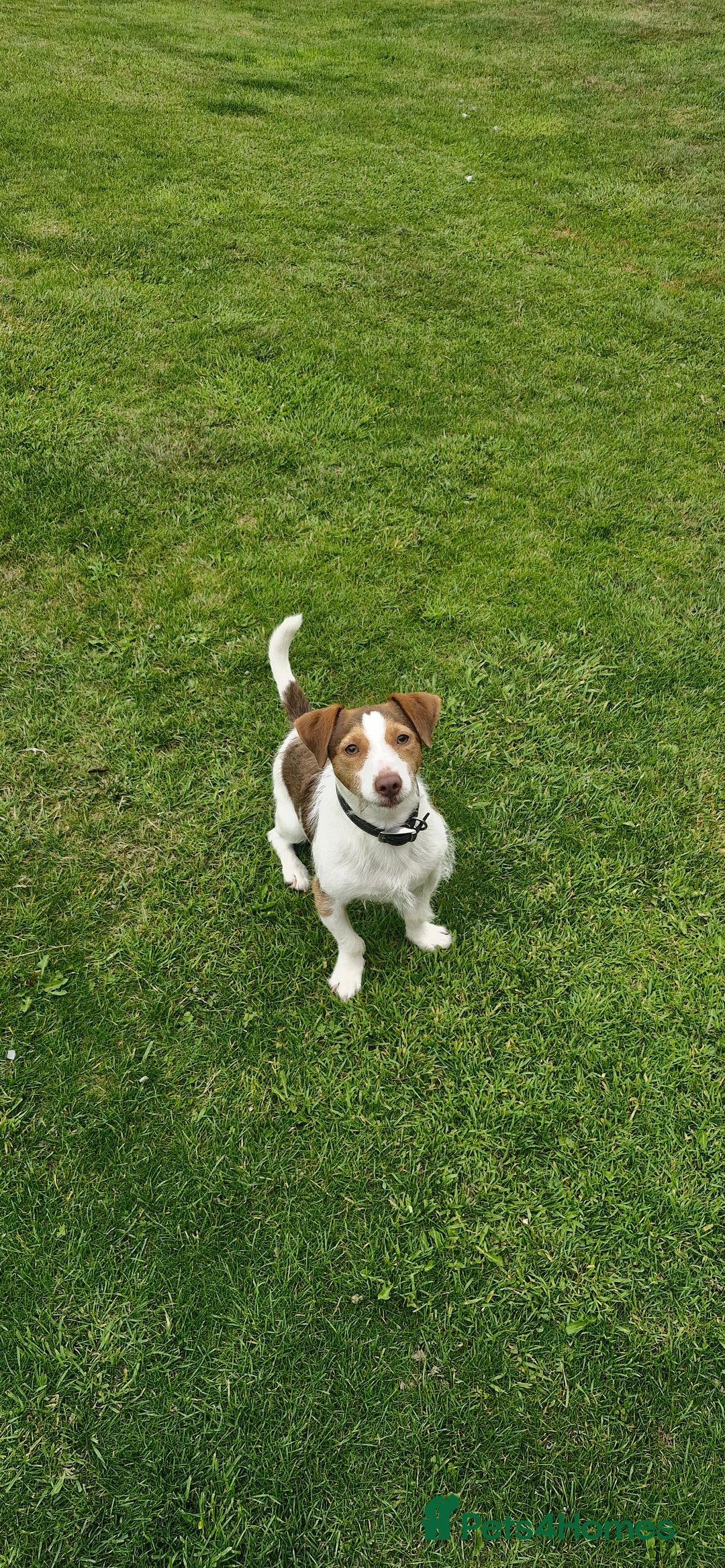 Jack Russell dogs for sale: 3 years old beautifull Jack Russell boy - Image 4