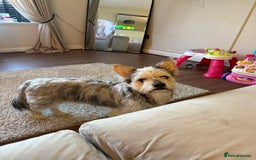 Mixed Breed dogs for sale: Froodle male  - Image 3