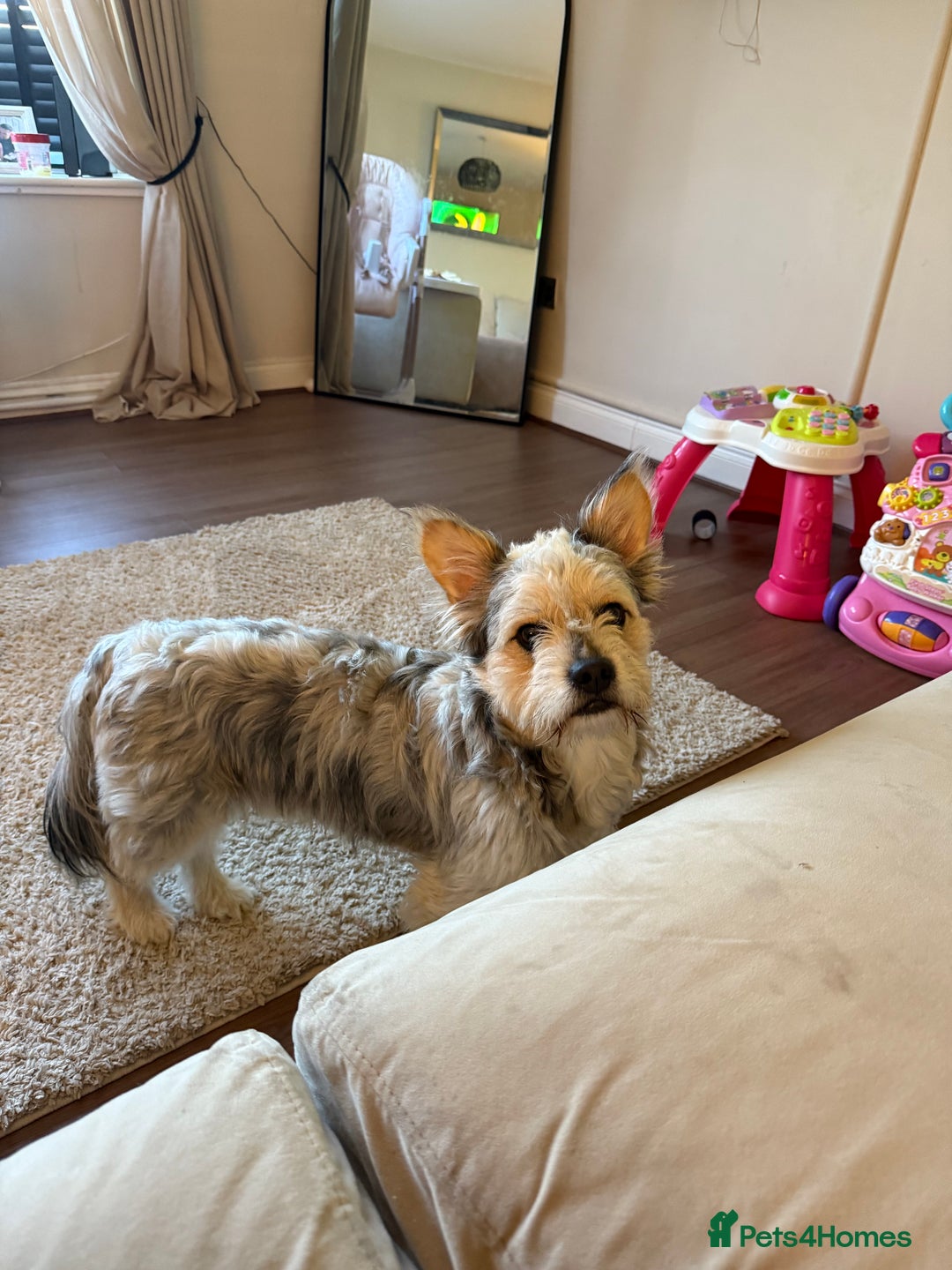 Mixed Breed dogs for sale: Froodle male  - Image 3