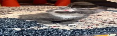 British Shorthair 1