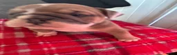 English Bulldog dogs for sale: British bulldogs  in Hebburn - Advert 6
