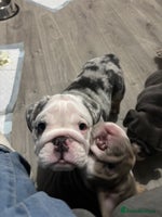 English Bulldog dogs LAST 3 GIRLS READY NOW - Advert 14