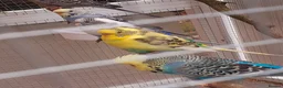 Budgerigars birds for sale: Adult show type blue budgies - Advert 5