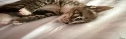 Mixed Breed cats for sale: Bengal x  - Advert 4