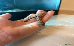 Python Snake reptiles for sale: CHECK DESCRIPTION !!! - Image 8