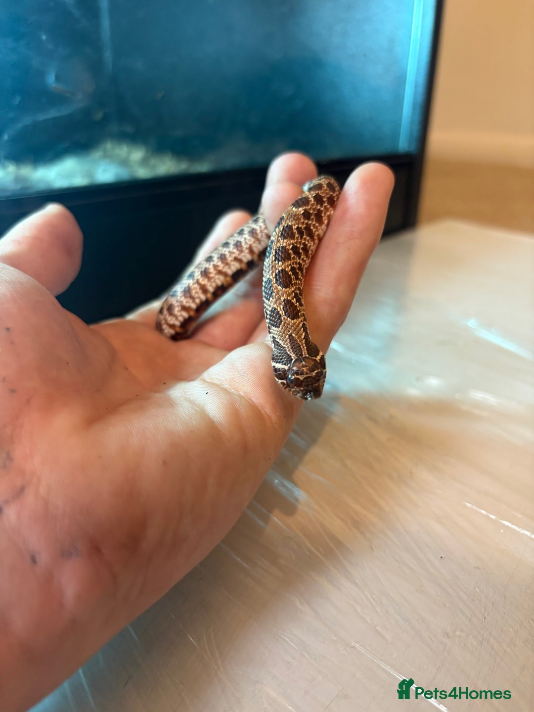Python Snake reptiles for sale: CHECK DESCRIPTION !!! - Image 8