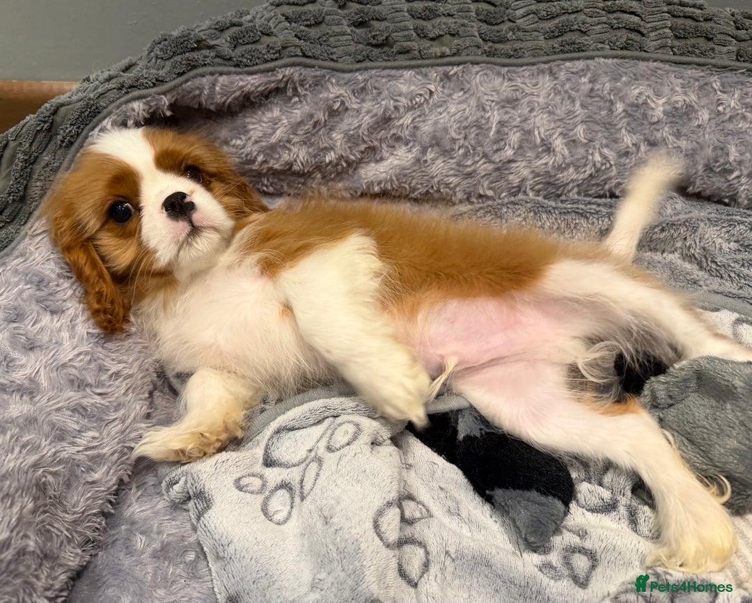 Cavalier King Charles Spaniel dogs for sale: Cavalier King Charles spaniel puppies  - Advert 4