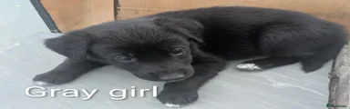 Grey Mixed Breed 5