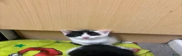 Mixed Breed cats for sale: Kittens  - Advert 18