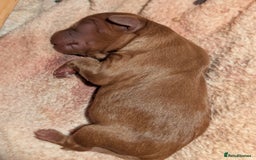 Cavapoo dogs for sale: Cavapoo Puppies  - Image 8