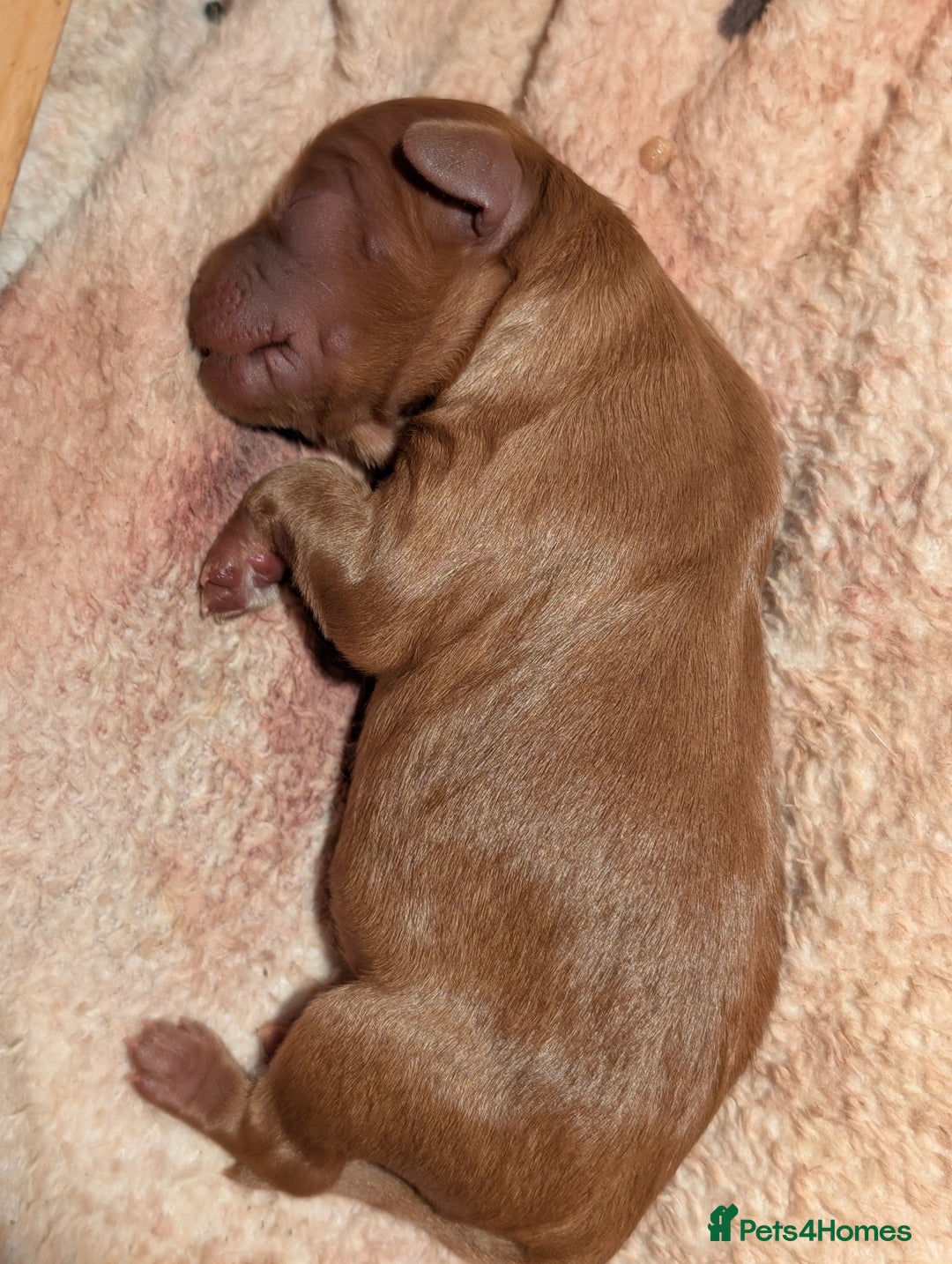 Cavapoo dogs for sale: Cavapoo Puppies  - Image 8