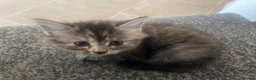 Mixed Breed cats for sale: 5 super fluffy female kittens - Advert 20