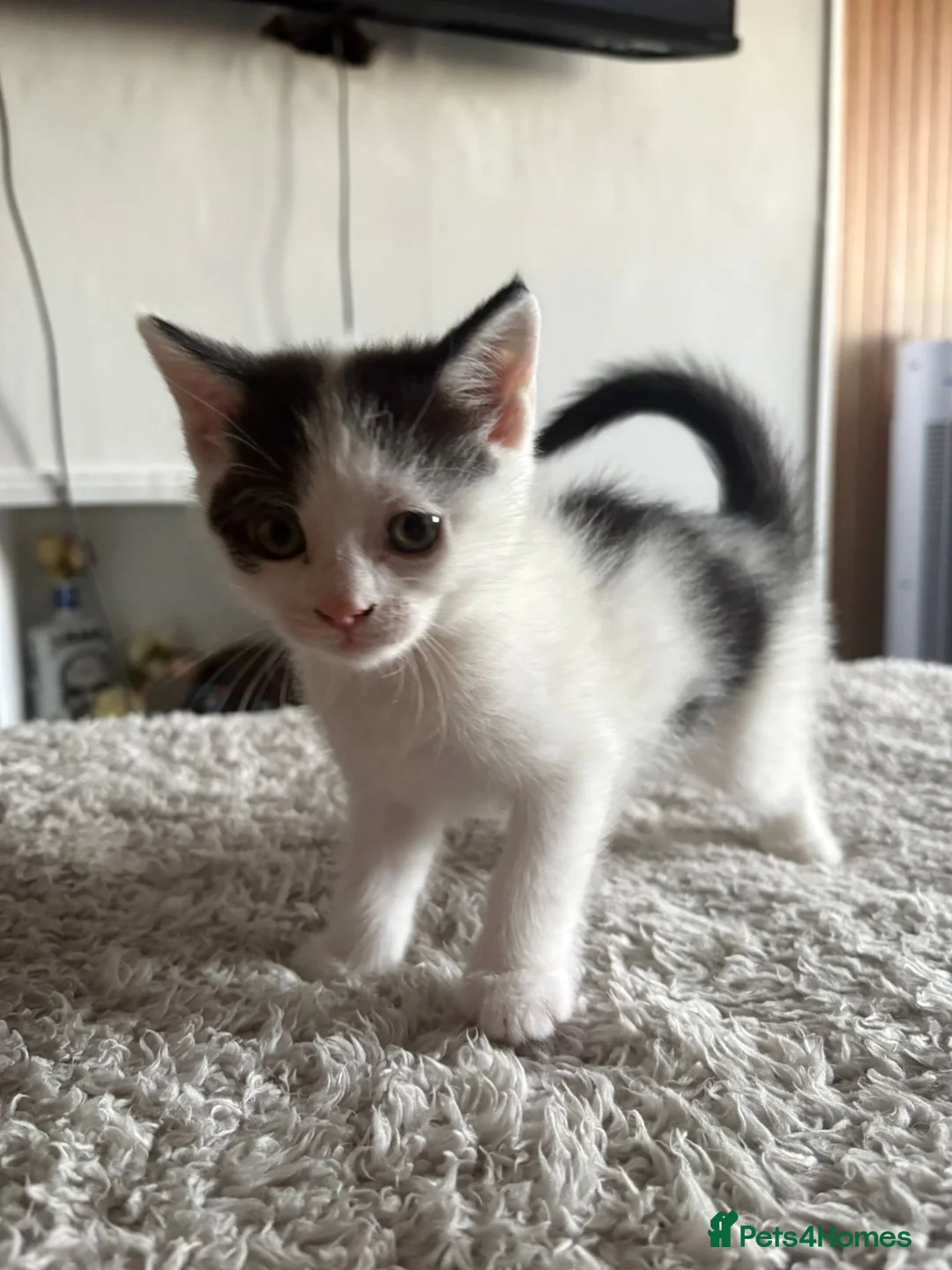 Mixed Breed cats for sale: Mixed breed Kittens in Chelmsford - Advert 2