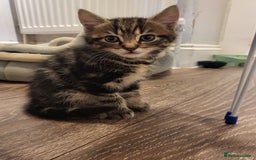 Mixed Breed cats for sale: 1 male mixed tabby  - Image 1