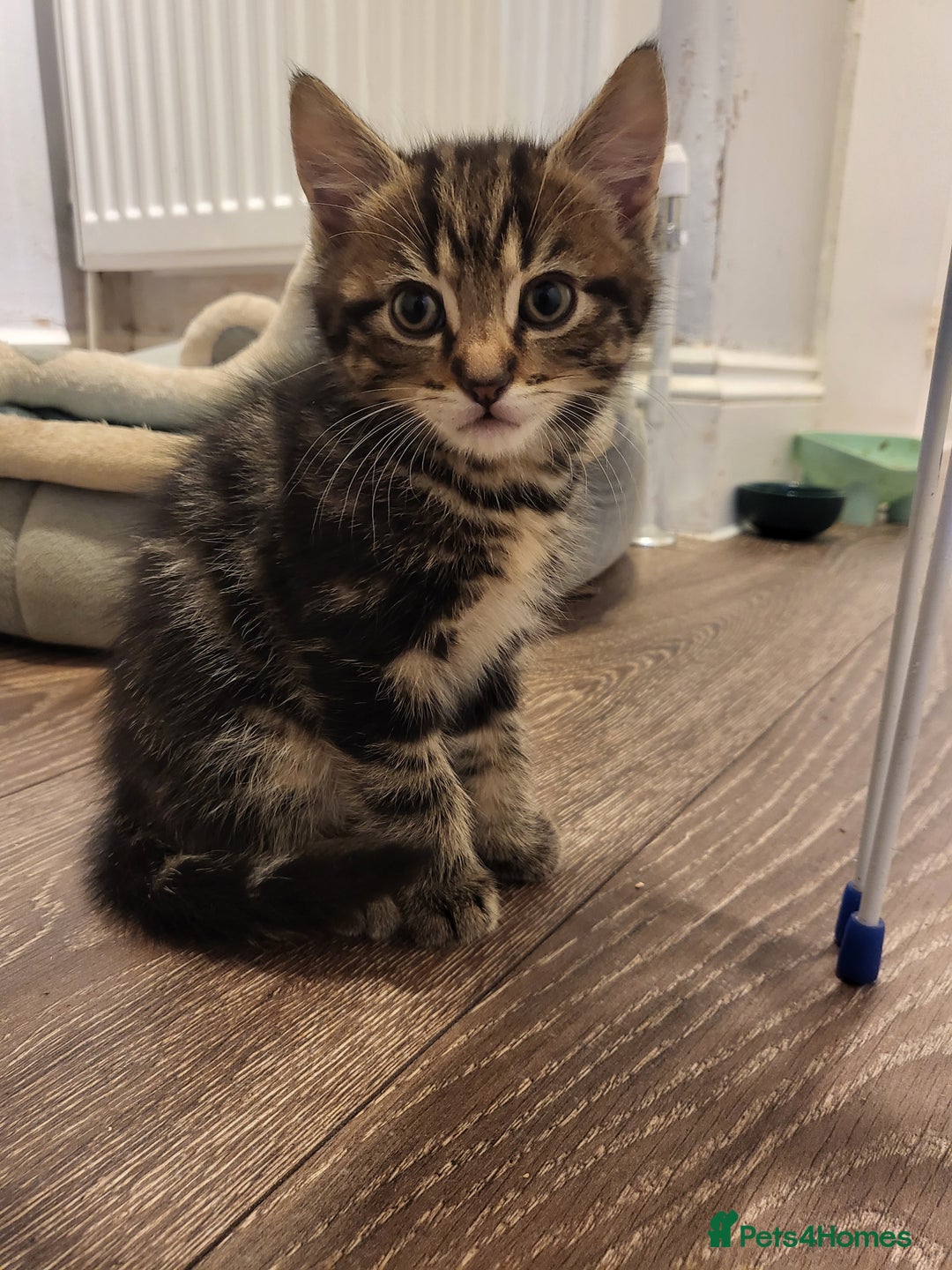 Mixed Breed cats for sale: 1 male mixed tabby  - Image 1