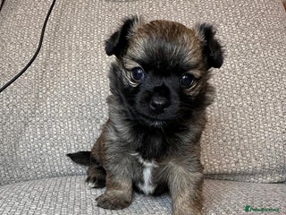 Mixed Breed dogs puppies for sale - Advert 7