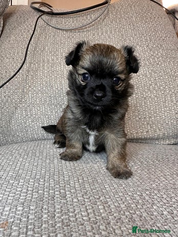 Mixed Breed dogs puppies for sale - Advert 5