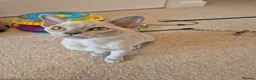 Burmese cats for sale: Gorgeous Pedigree Burmese Kittens - Advert 2