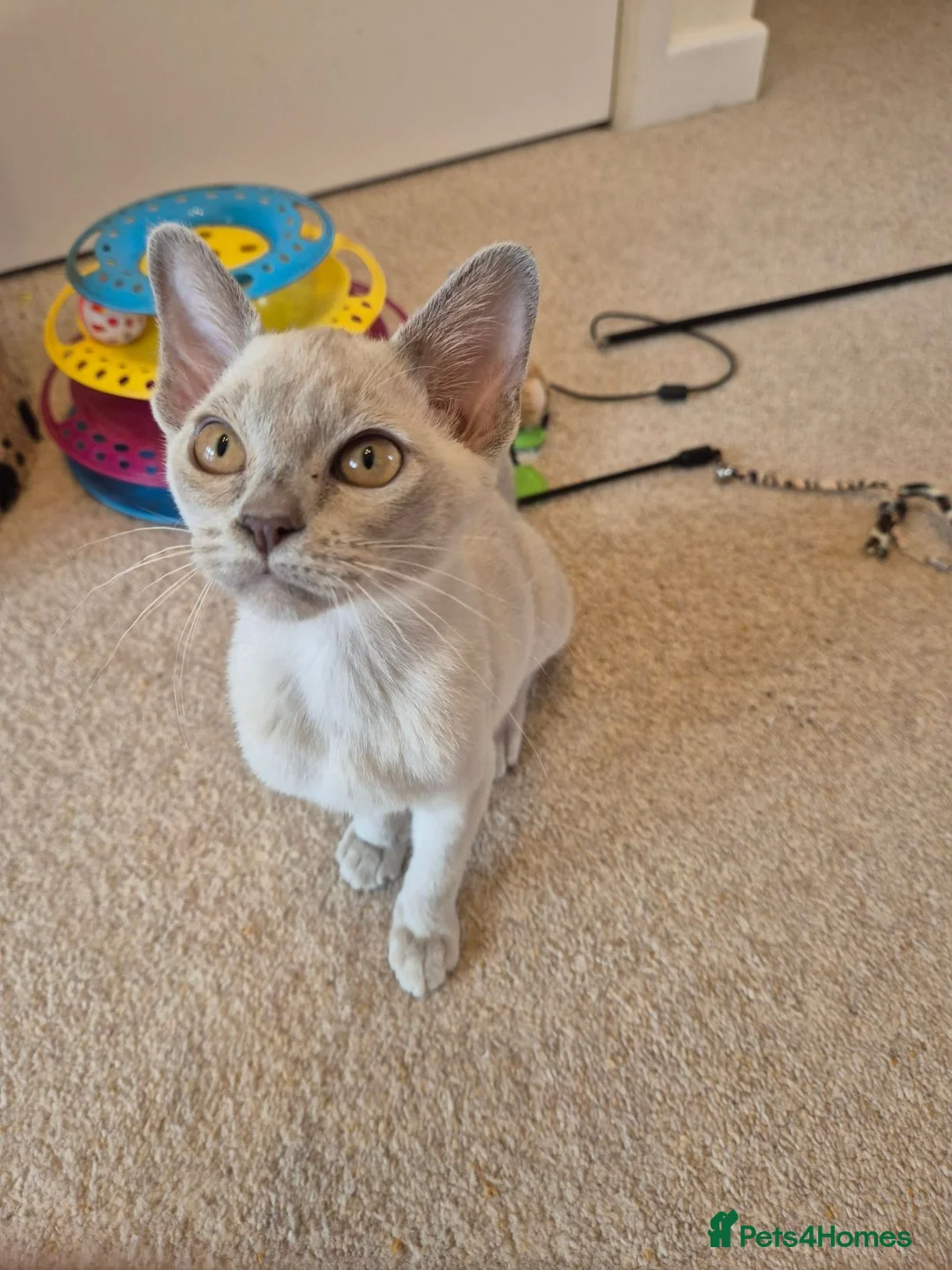 Burmese cats for sale: Gorgeous Pedigree Burmese Kittens - Advert 2