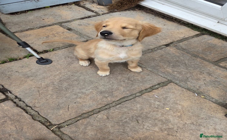 Golden Retriever dogs - Advert 10