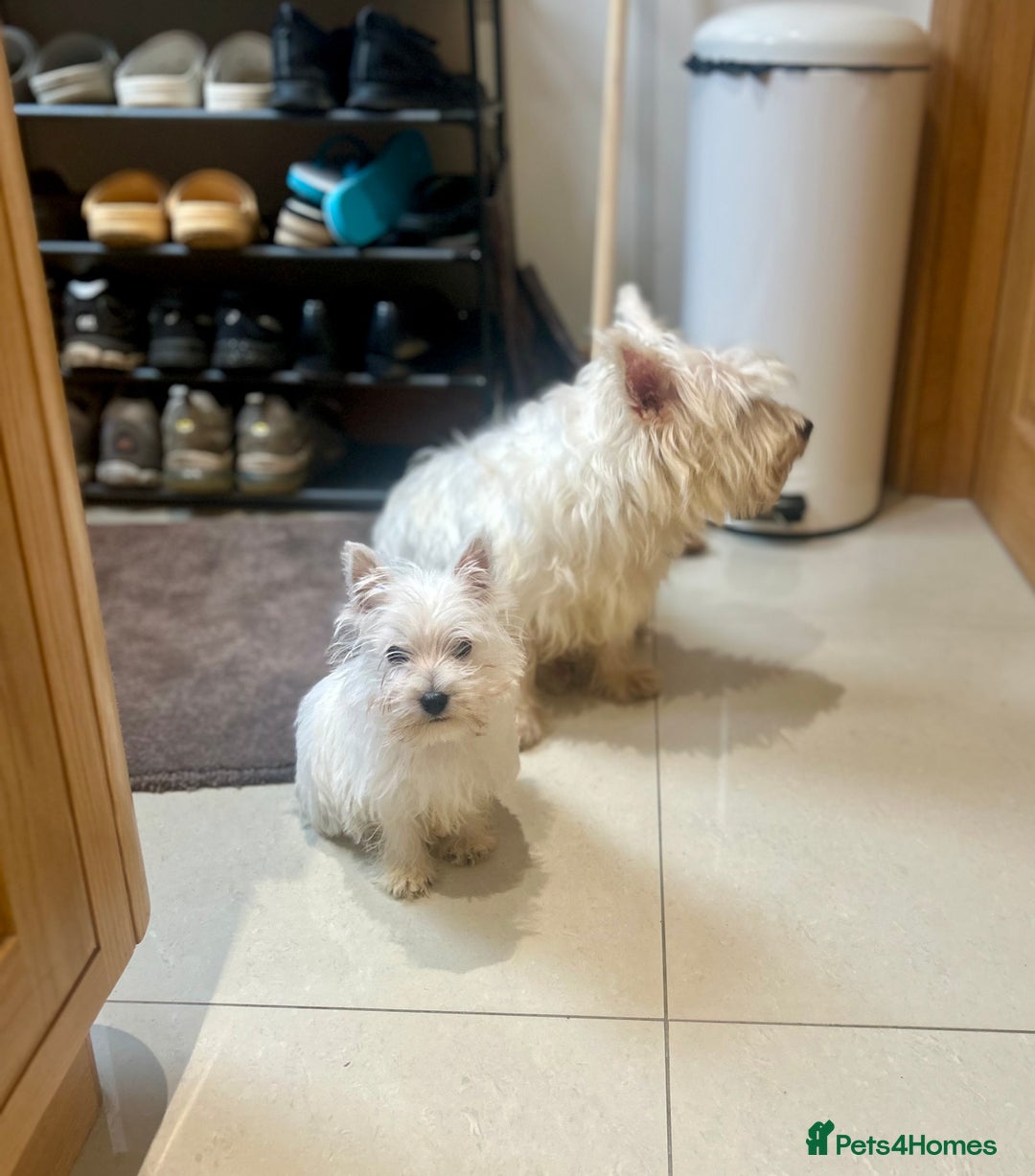 West Highland Terrier dogs for sale: 🐾💙Very Handsome Westie Boy Ready Now 💙🐾 - Advert 16