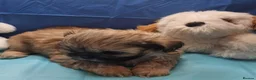 Shih Tzu dogs for sale: Kc reg Stunning tiny baby 2 boys - Advert 24