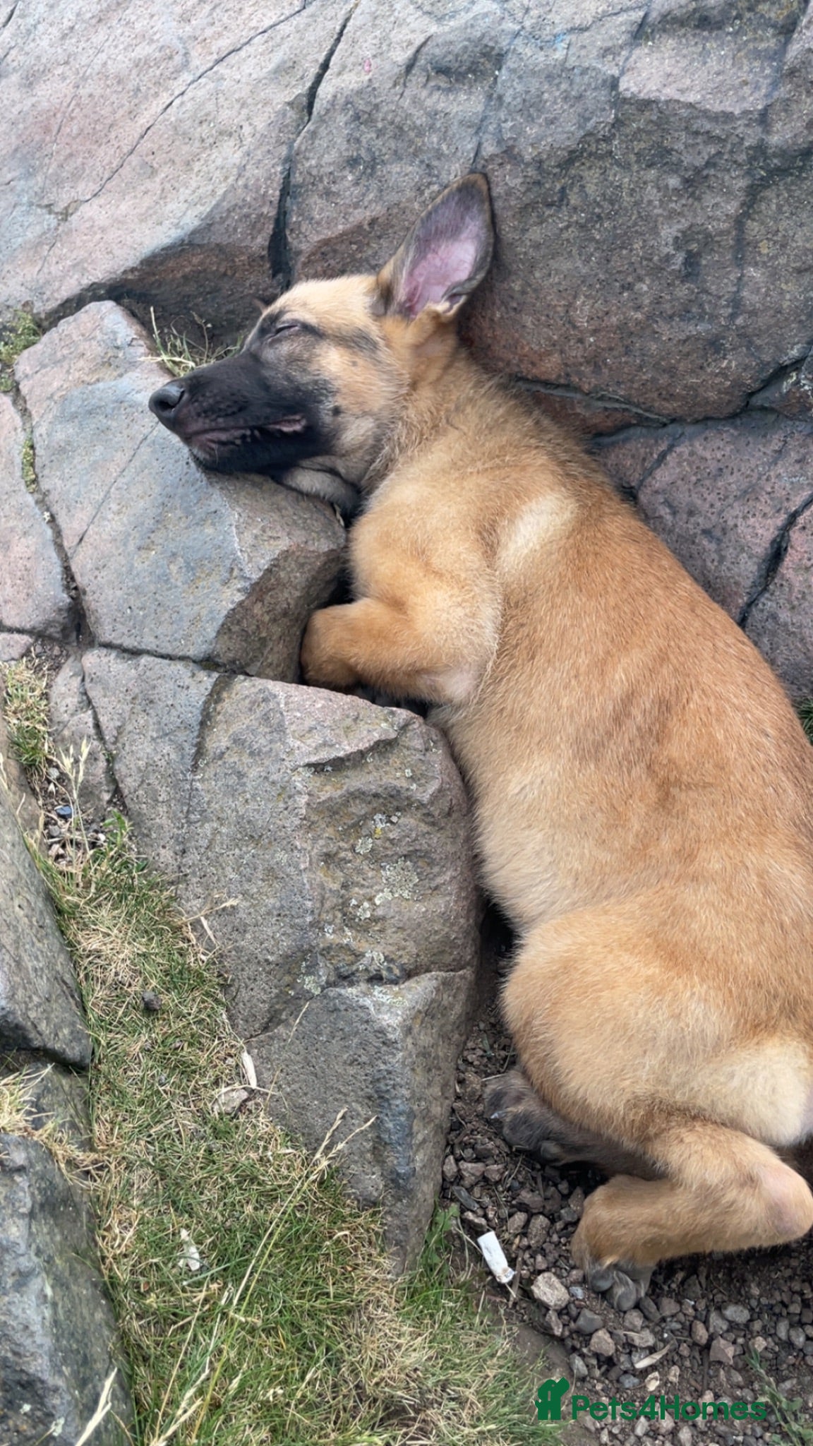 Mixed Breed dogs 2 x belgian malinois x german sheperd pups - Advert 6
