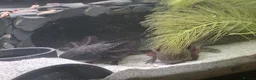Axolotl reptiles for sale: Axanthic axolotl in Crewkerne - Advert 3