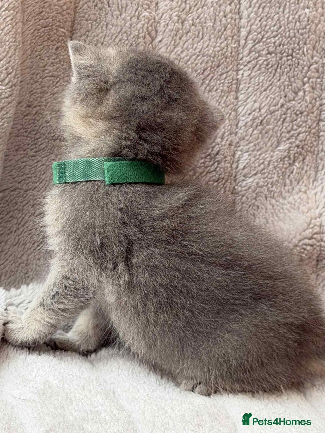 British Shorthair cats for sale: Lovely British Shorthair Golden TiCA - Image 9