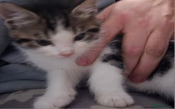 Mixed Breed cats for sale: Friendly playful kittens ready to find thier new  - Image 33