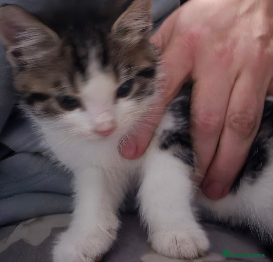 Mixed Breed cats for sale: Friendly playful kittens ready to find thier new  - Image 33