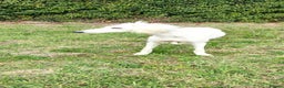 Saluki dogs for adoption: Jasmine - Advert 2